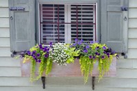 Pastel Windows IV Fine Art Print