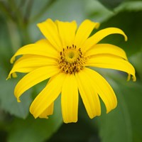 Cropped Garden Flowers II Fine Art Print