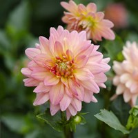 Cropped Garden Flowers III Fine Art Print