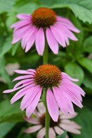 Pink Coneflowers II Fine Art Print