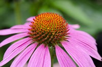 Pink Coneflowers III Fine Art Print