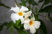 Garden Array IV Fine Art Print