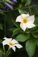 Garden Array V Fine Art Print