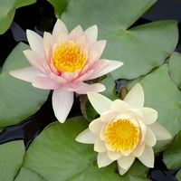Water Lily Flowers I Fine Art Print