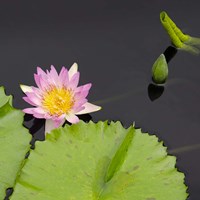 Water Lily Flowers II Fine Art Print