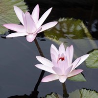Water Lily Flowers III Fine Art Print