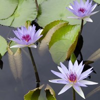 Water Lily Flowers IV Fine Art Print