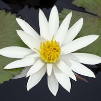 Water Lily Flowers V Fine Art Print