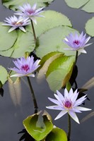 Water Lily Flowers VII Fine Art Print
