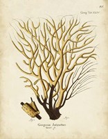 Esper Sea Fans IV Fine Art Print