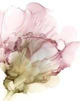 Flowering Pink II Framed Print
