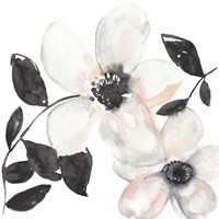 Black & Blush Anemone I Fine Art Print