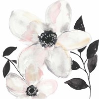 Black & Blush Anemone II Fine Art Print