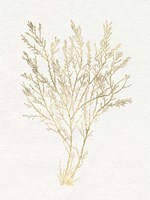 Gilded Algae I Fine Art Print