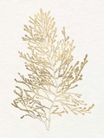 Gilded Algae IV Fine Art Print