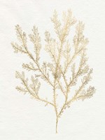 Gilded Algae VI Fine Art Print
