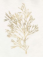 Gilded Algae VII Fine Art Print