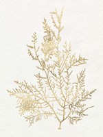 Gilded Algae VIII Fine Art Print