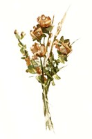 Autumn Roses II Framed Print