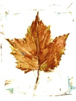 Autumn Leaf Study I Framed Print