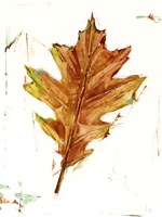 Autumn Leaf Study II Framed Print
