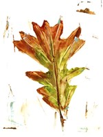 Autumn Leaf Study IV Framed Print