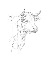 Bovine Quick Study I Fine Art Print