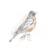 Robin Bird Sketch I Fine Art Print