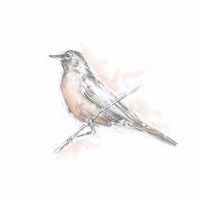 Robin Bird Sketch II Fine Art Print