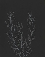 Simple Stalk II Fine Art Print