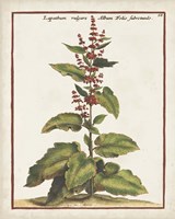 Munting Botanicals IV Fine Art Print
