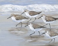 Sandpipers I Fine Art Print