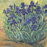 Irises in Bloom I Framed Print