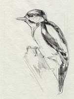 Woodpecker Sketch I Fine Art Print