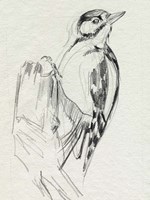 Woodpecker Sketch II Fine Art Print