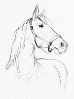 Bridle Portraits II Fine Art Print