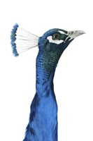 Peacock Portrait I Fine Art Print
