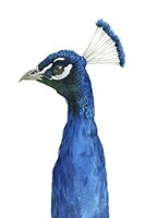 Peacock Portrait II Fine Art Print