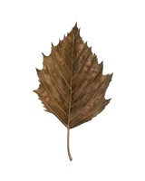 Fall Leaf Study III Framed Print