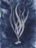 Midnight Kelp I Fine Art Print