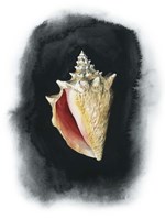Conch on Black I Fine Art Print