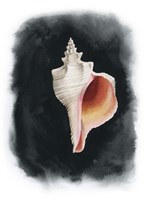 Conch on Black II Fine Art Print
