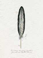 Found Feather II Fine Art Print