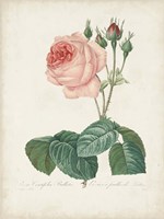 Vintage Redoute Roses I Fine Art Print