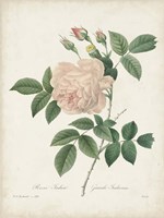 Vintage Redoute Roses II Fine Art Print