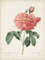 Vintage Redoute Roses III Fine Art Print