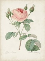 Vintage Redoute Roses VI Fine Art Print