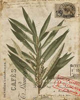 Vintage Nature's Greenery I Framed Print