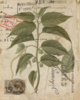 Vintage Nature's Greenery II Framed Print