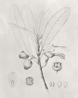 Vintage Leaves I Framed Print